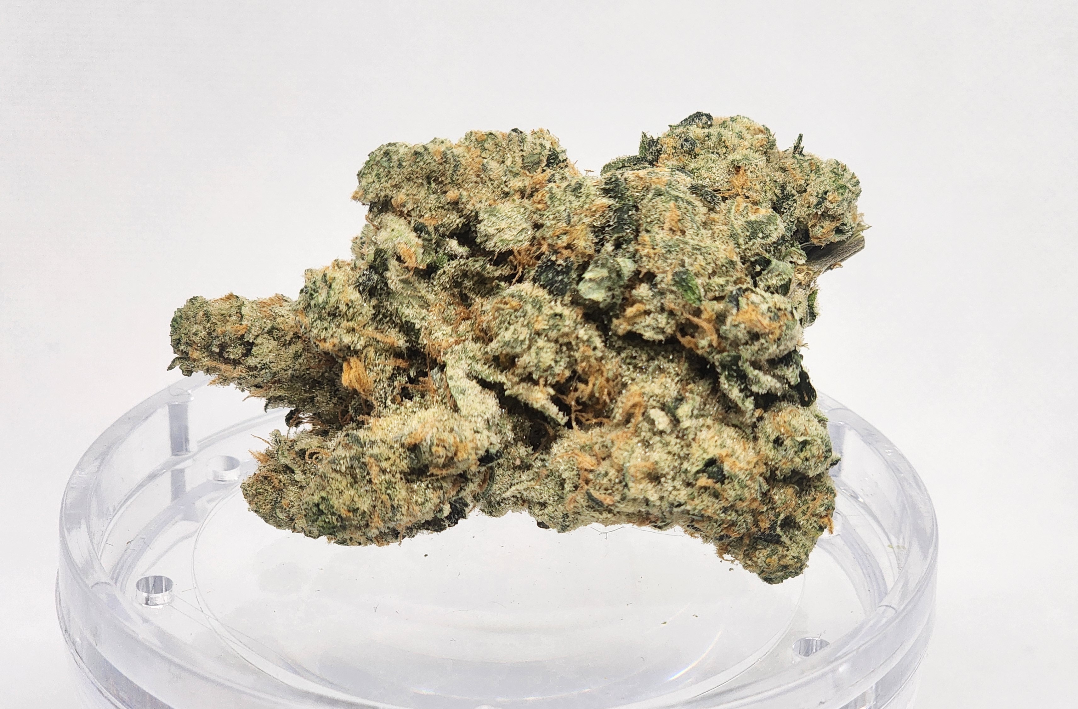 REAL LEAF SOLUTIONS | HEADBAND LARRY | BULK FLOWER